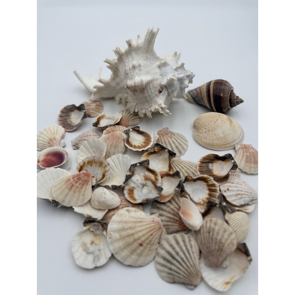 Natural Sea Shell Lot Murex Scallop Ocean Decor Craft Assortment